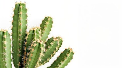 cactus tree on white background