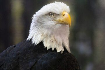 American bald eagles head