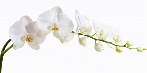 Close-up of white orchids (phalaenopsis) isolated on white background