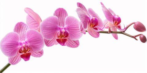 Fototapeta na wymiar Close-up of pink orchids (phalaenopsis) isolated on white background