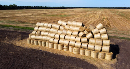 Many bales of rolls of dry straw after wheat harvest on field. Bales in form of rolls of yellow...