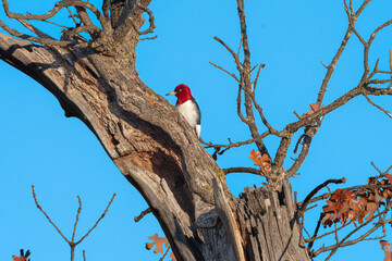 woodpecker on tree