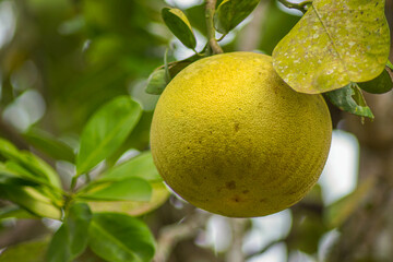 Ripe pomelo on the tree ready to be picked