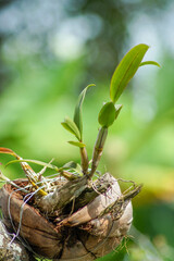Dendrobium orchids are grown using coconut fiber in the garden