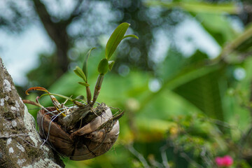 Dendrobium orchids are grown using coconut fiber in the garden