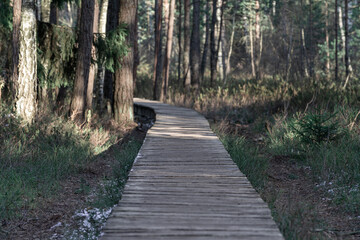 Forest wooden path walkway through wetlands. Selective focus, very shallow depth of field - obrazy, fototapety, plakaty