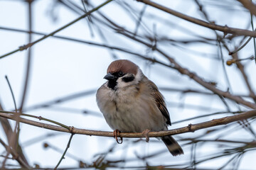 Spatz, Sperling im Winter