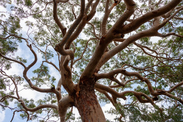  Sydney red gum tree (Angophora costata) at Jibbon Beach, Bundeena, Royal National Park, NSW,...
