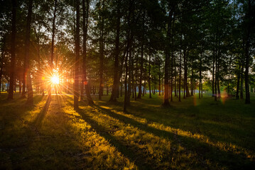 Fototapeta na wymiar Sunrise Sunlight in the Public Park. Lithuania.