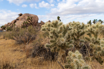 joshua tree national park California