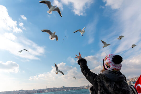  Girl hand feeding seagulls flying over the ferry boat against the background of blue sky. A white seagulls float on a breeze on blue sky sunny day taking food  from a hand of traveler young girl