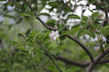 Apple flower
