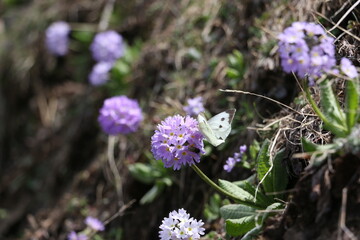 Butterfly and purple flower meadow