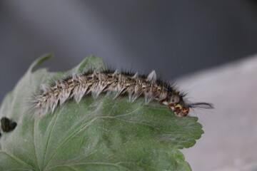 Caterpillar on a leaf to have breakfast 