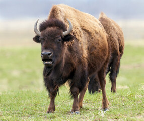 A large intimidating Bison approaching in a field at Rocky Mountain Arsenal Wildlife Refuge in...