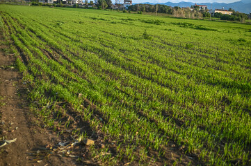 Fototapeta na wymiar freshly planted field in winter in Cyprus 2