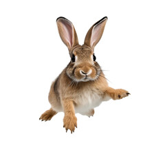 Fototapeta premium Cute bunny rabbit jumping isolated on white background