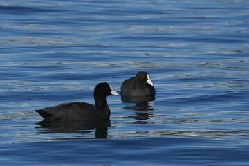 eurasian coot in a seashoe