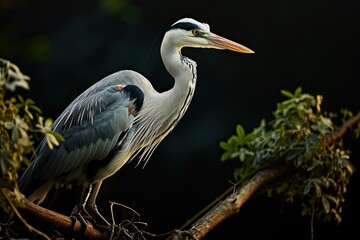 Mystic portrait of Grey Heron perched on wood branch in the morning AI Generative