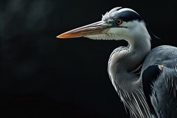 Fototapeta premium Side view of Grey Heron on black background AI Generative
