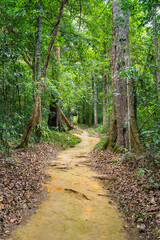 Fototapeta premium path through the forest