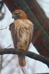 red tailed hawk