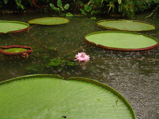 Water Lily in the Amazon region