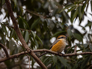木の枝にとまる百舌鳥