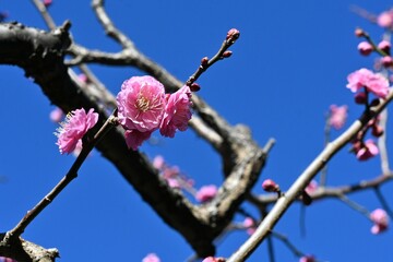 Japanese apricot (Ume) flowers. Flowers that fascinate and move the hearts of Japanese people as they remind us of the arrival of spring in the harsh cold.