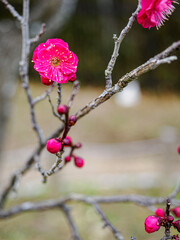 早咲きの紅梅が開き始める
