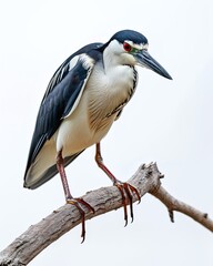 Obraz premium Majestic Black-crowned Night Heron isolated on white AI Generative