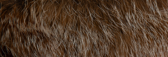 Macro close up of fox fur detail texture