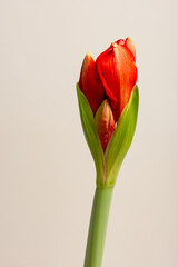 Close up of isolated beautiful red amaryllis flower bud opening up 