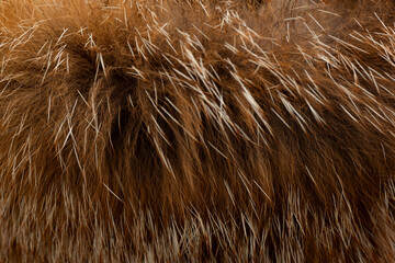 Macro close up of fox fur detail texture