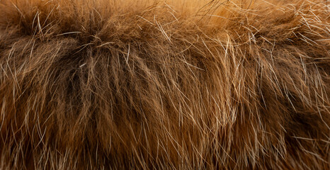 Macro close up of fox fur detail texture
