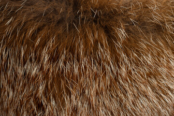 Macro close up of fox fur detail texture