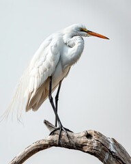 the Great Egret standing on small branch on the white background AI Generative