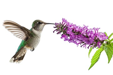 Portrait Hummingbird flying finding Butterfly Bush nectar flower isolated on white AI Generative