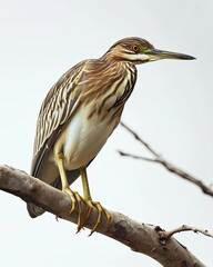 Portrait Indian Pond Heron standing on wood branch AI Generative