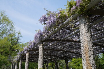 中島公園（北海道札幌市）　藤棚