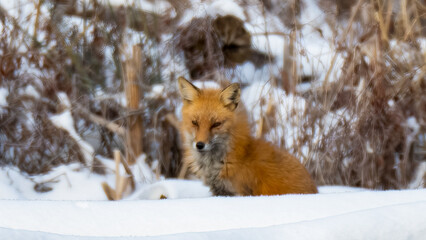 Red Fox in snow and ice along a riverbank
