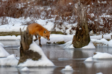 Red Fox in snow and ice along a riverbank
