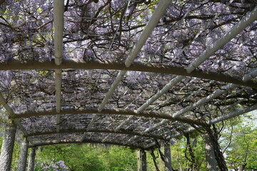 中島公園（北海道札幌市）　藤棚