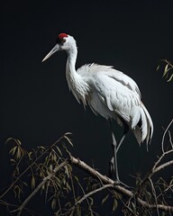 Obraz premium the Siberian Crane standing on small branches AI Generative