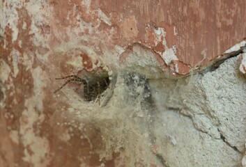 Cobweb and spider on old building outdoors, closeup