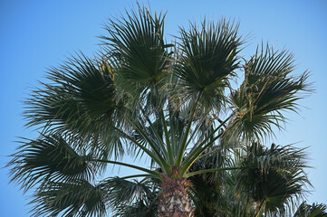Fototapeta premium freshly planted field in winter in Cyprus 3