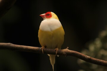 Cute bird