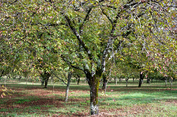 Plantation of high-quality PDO certified walnuts trees in Perigord Limousin Regional Natural Park,...