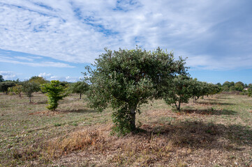 Truffle farm, cultivation of black winter Perigord truffles mushrooms, Tuber melanosporum, oak plantation, truffle hunting on fields with oak trees