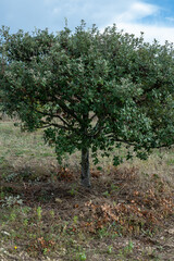 Truffle farm, cultivation of black winter Perigord truffles mushrooms, Tuber melanosporum, oak plantation, truffle hunting on fields with oak trees